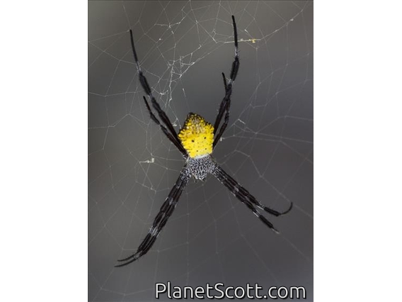 Hawaiian Garden Spider (Argiope appensa)
