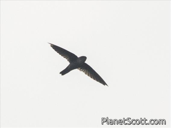 Uniform Swiftlet (Aerodramus vanikorensis)