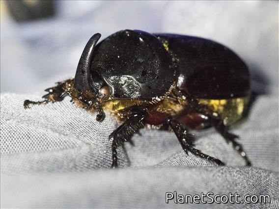 Coconut Rhinoceros Beetle (Oryctes rhinoceros)