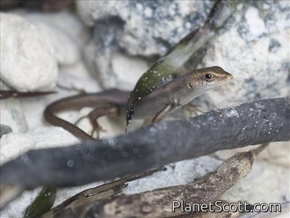 Indonesian Brown Rainbow Skink (Carlia fusca)