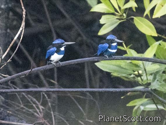 Blue-black Kingfisher (Todiramphus nigrocyaneus)