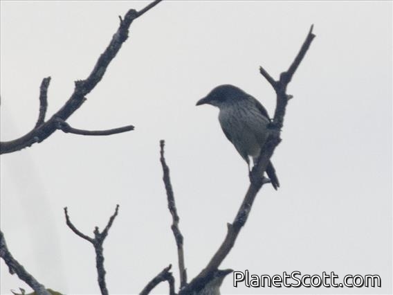 Moluccan Starling (Aplonis mysolensis)