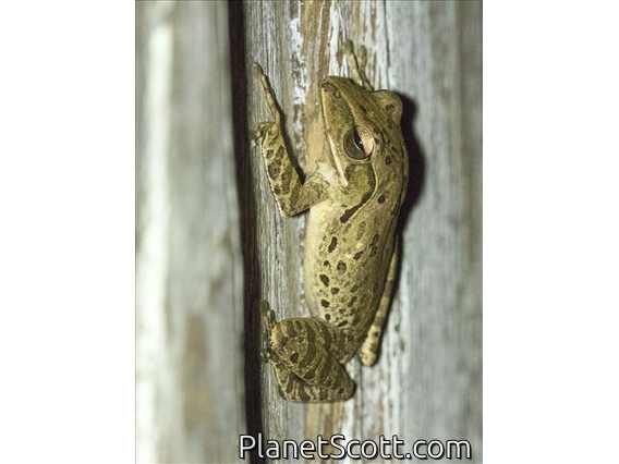 Common Southeast Asian Tree Frog (Polypedates leucomystax)