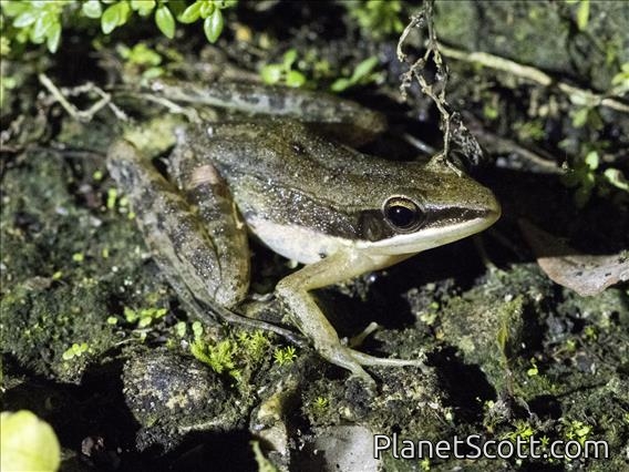 Nicobarese Frog (Indosylvirana nicobariensis)