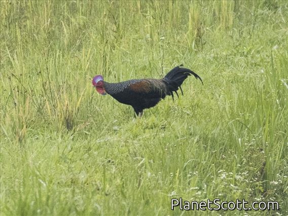 Green Junglefowl (Gallus varius)