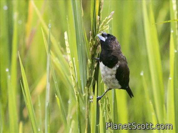 Javan Munia (Lonchura leucogastroides)