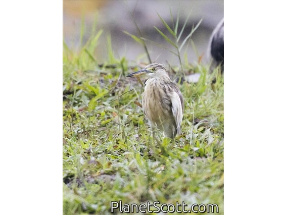 Javan Pond-Heron (Ardeola speciosa) - Juvenile