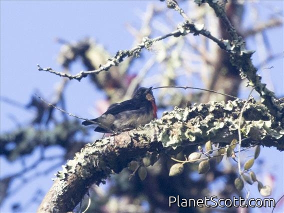 Javan Flowerpecker (Dicaeum sanguinolentum)