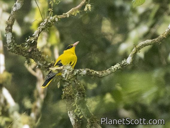 Black-naped Oriole (Oriolus chinensis)