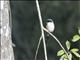 Long-tailed Shrike (Lanius schach)