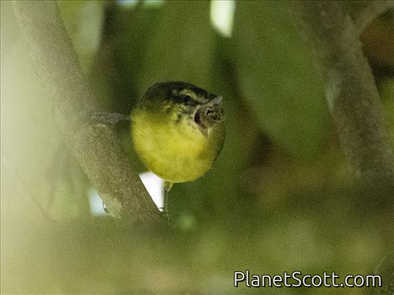 Mountain Leaf-Warbler (Phylloscopus trivirgatus)
