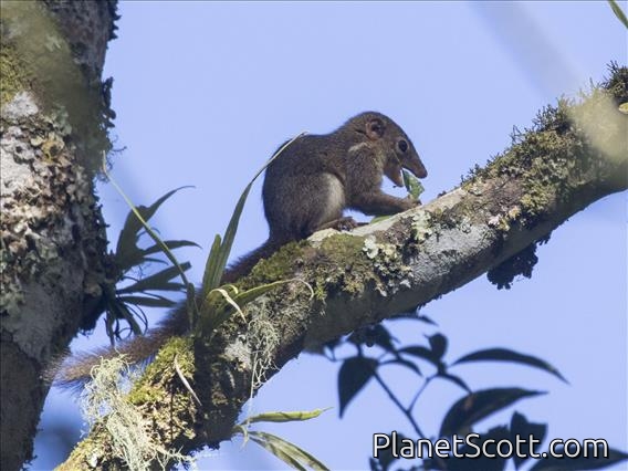 Horsfield's Treeshrew (Tupaia javanica)