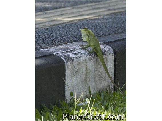 Great Crested Canopy Lizard (Bronchocela jubata)