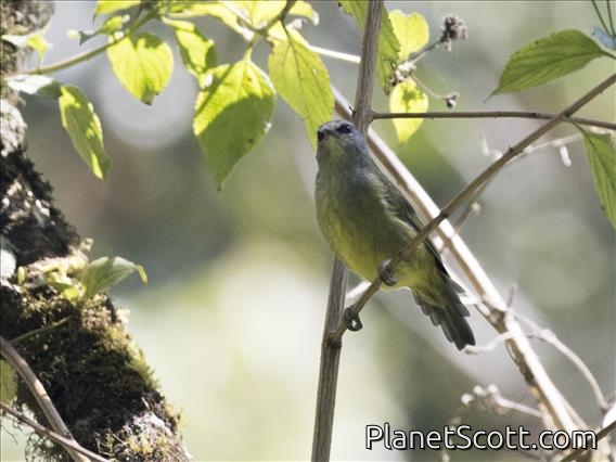 Javan Heleia (Heleia javanica)