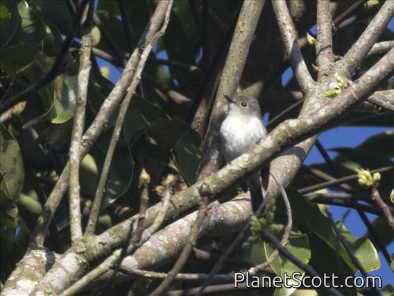 Tenggara Whistler (Pachycephala calliope)