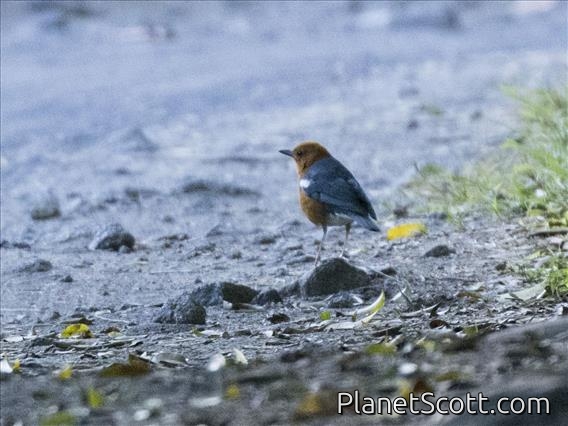 Orange-headed Thrush (Geokichla citrina)