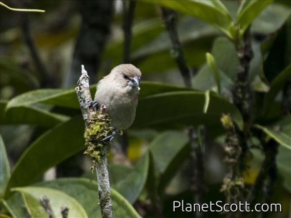 Scaly-breasted Munia (Lonchura punctulata) - Juvenile
