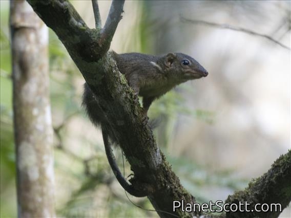 Horsfield's Treeshrew (Tupaia javanica)