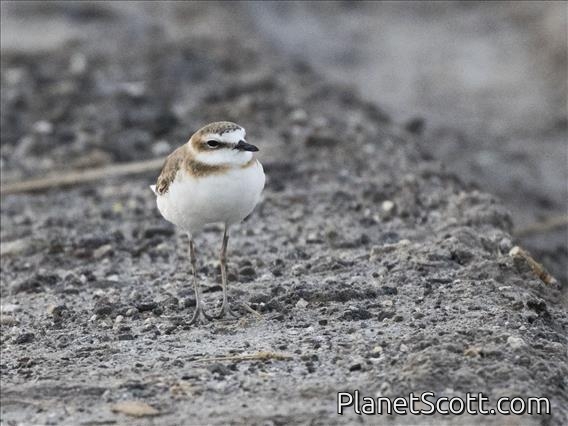 Javan Plover (Anarhynchus javanicus)