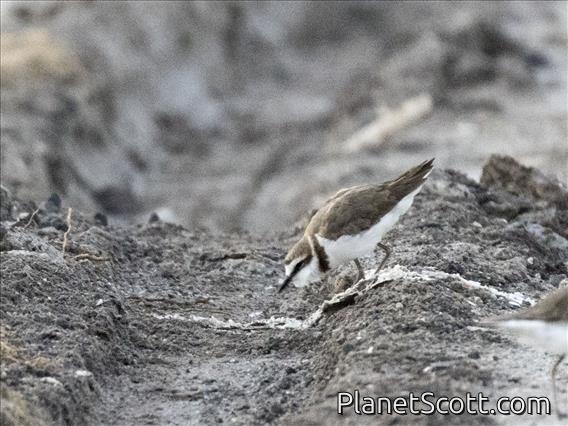Javan Plover (Anarhynchus javanicus)