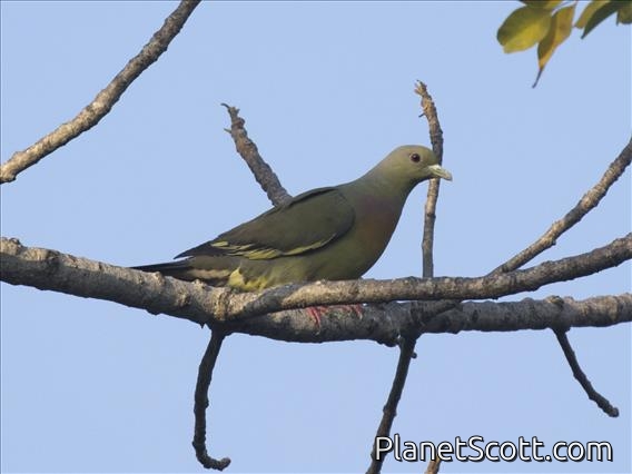 Pink-necked Green-Pigeon (Treron vernans) - Male