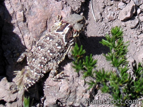 Blainville's Horned Lizard