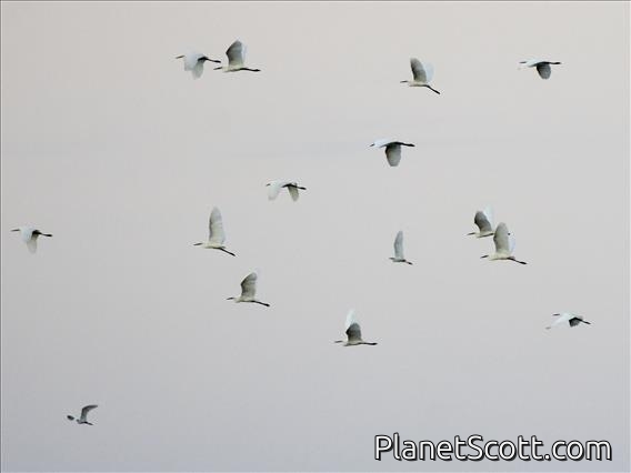 Great Egrets (Ardea alba) - And One Little Egret