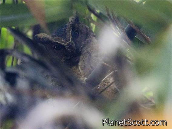 Sunda Scops-Owl (Otus lempiji)