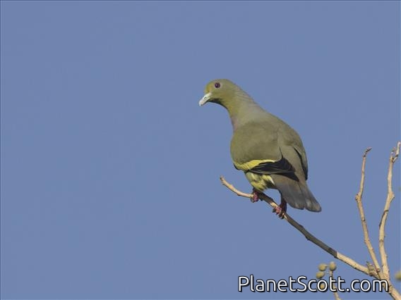 Pink-necked Green-Pigeon (Treron vernans)