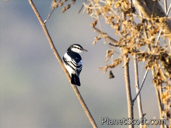 White-shouldered Triller (Lalage sueurii)
