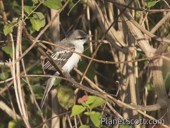 White-shouldered Triller (Lalage sueurii) - Female