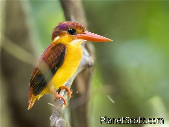 Rufous-backed Dwarf-Kingfisher (Ceyx rufidorsa)