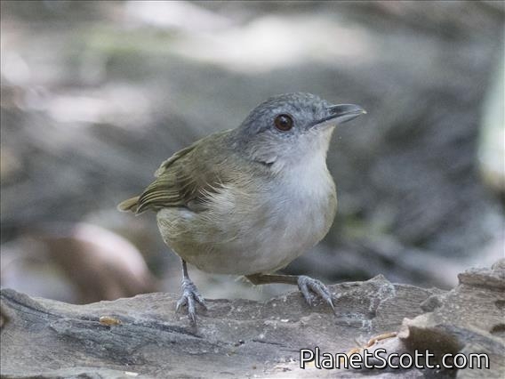 Horsfield's Babbler (Malacocincla sepiaria)