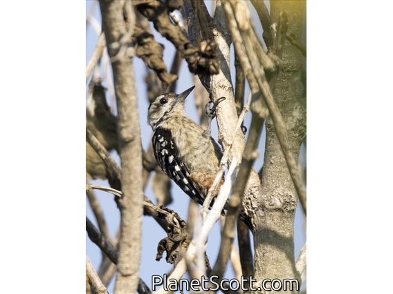 Freckle-breasted Woodpecker (Dendrocopos analis)