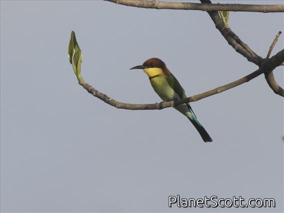 Chestnut-headed Bee-eater (Merops leschenaulti)