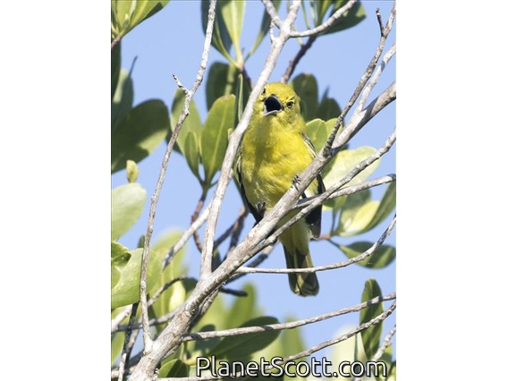 Common Iora (Aegithina tiphia)