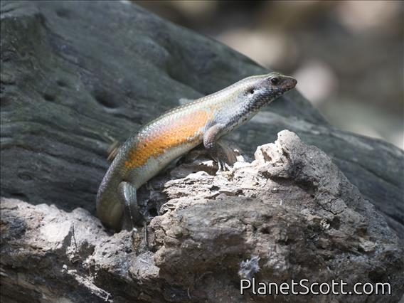 Common Sun Skink (Eutropis multifasciata)