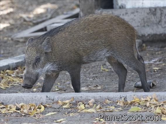 Wild Boar (Sus scrofa)