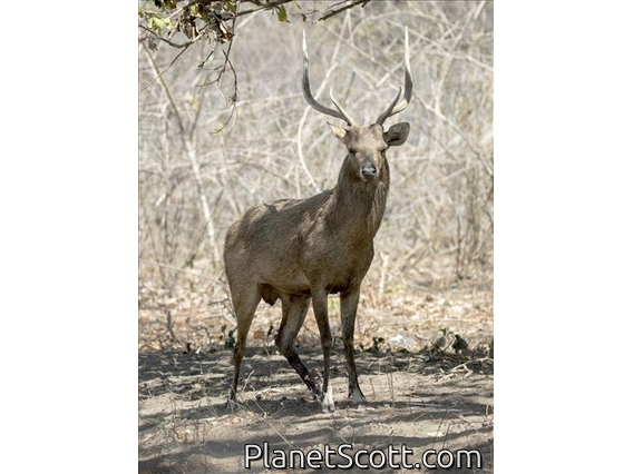 Javan Rusa (Rusa timorensis) - Male