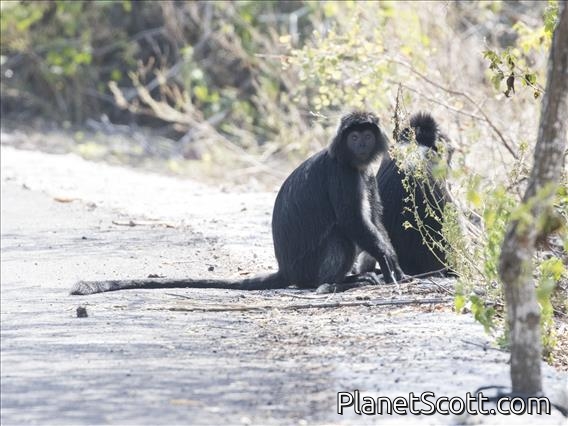 Javan Lutung (Trachypithecus auratus)