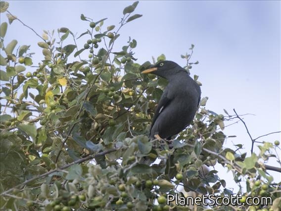 Javan Myna (Acridotheres javanicus)