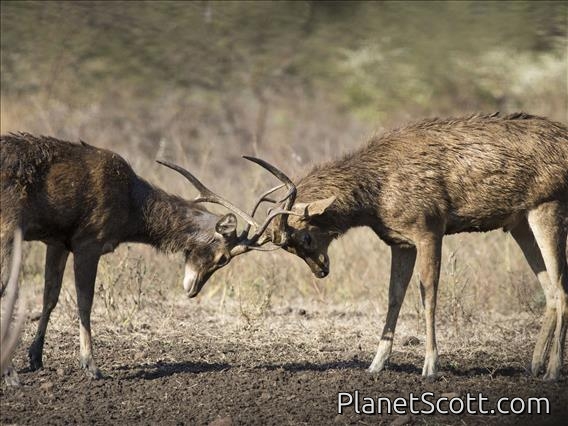 Javan Rusa (Rusa timorensis) - Young Males