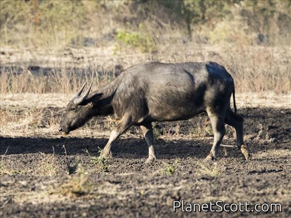 Water Buffalo (Bubalus bubalis) - Feral