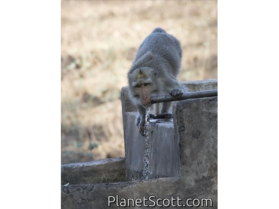 Long-tailed Macaque (Macaca fascicularis)