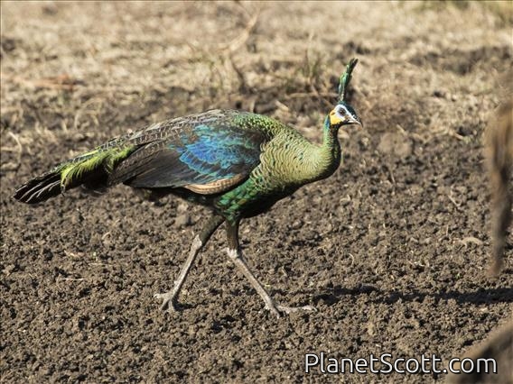 Green Peafowl (Pavo muticus) - Male