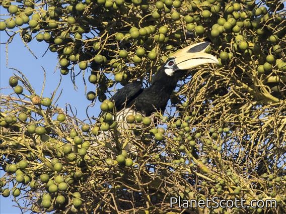 Oriental Pied-Hornbill (Anthracoceros albirostris)