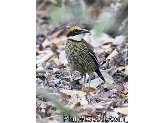 Javan Banded Pitta (Hydrornis guajanus)
