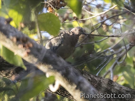 Sunda Collared-Dove (Streptopelia bitorquata)