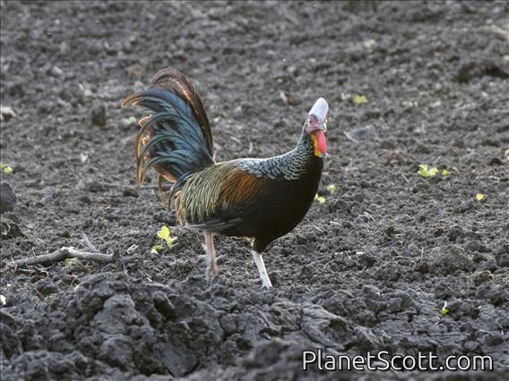 Green Junglefowl (Gallus varius) - Male