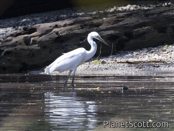 Little Egret (Egretta garzetta)
